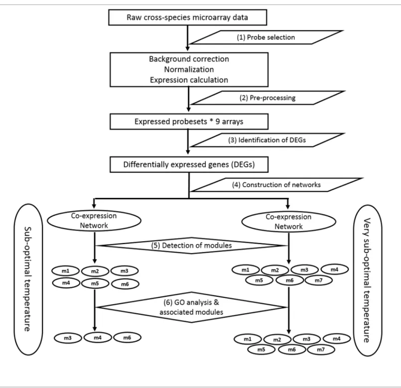 Fig 1. Flowchart of the pipeline for identification of gene modules associated with low temperature response in bambara groundnut.