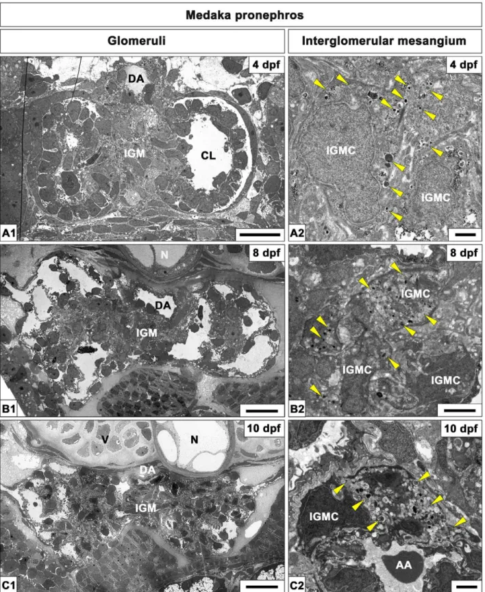 Figure 6. Interglomerular mesangium in medaka pronephric glomeruli. Ultrastructure of interglomerular mesangium of medaka pronephric glomeruli at 4 dpf (A1, A2), 8 dpf (B1, B2) and 10 dpf (C1, C2)
