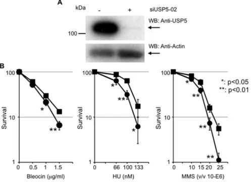 Figure 2. USP5 is necessary for cell survival after DNA damage. A: Knockdown of USP5 expression by siUSP5 treatment