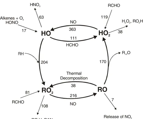 Fig. 4. Schematic representation of the RO x cycle in the toluene system,  show-ing major routes of transformation  be-tween OH, RO 2 , RO and HO 2 radicals and source and sink processes for each RO x species