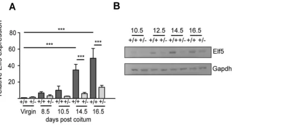 Figure 3. Elf5 expression profile during pregnancy associated mammary gland development