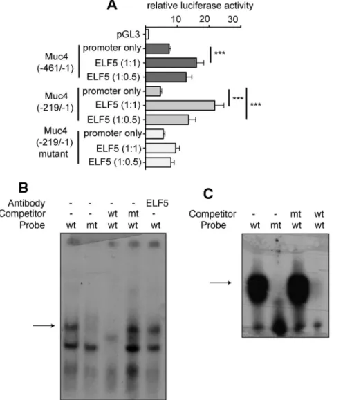 Figure 6. ELF5 directly regulates MUC4 promoter activity. A. The effect of ELF5 expression on MUC4 promoter activity was tested using MUC4 promoter-luciferase reporter gene assays with different regions of the MUC4 promoter