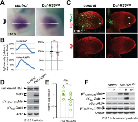 Fig 8. Ectopic Met does not change the expression profile and levels of HGF in limb mesenchyme