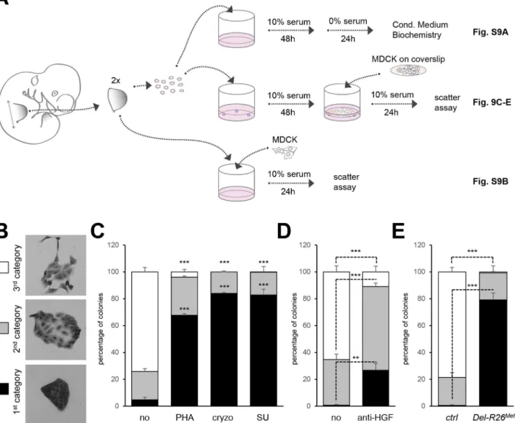 Fig 9. Ectopic Met in limb mesenchyme alters HGF bioavailability. (A) Scheme illustrating the experimental procedure employed for evaluating through MDCK cell scattering the bioavailability of HGF from control and Del-R26 Met mutant limb mesenchymal cells 