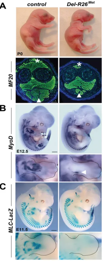 Fig 1. Ubiquitously excess wild-type Met in developing embryos results into hyperflexed forelimbs.