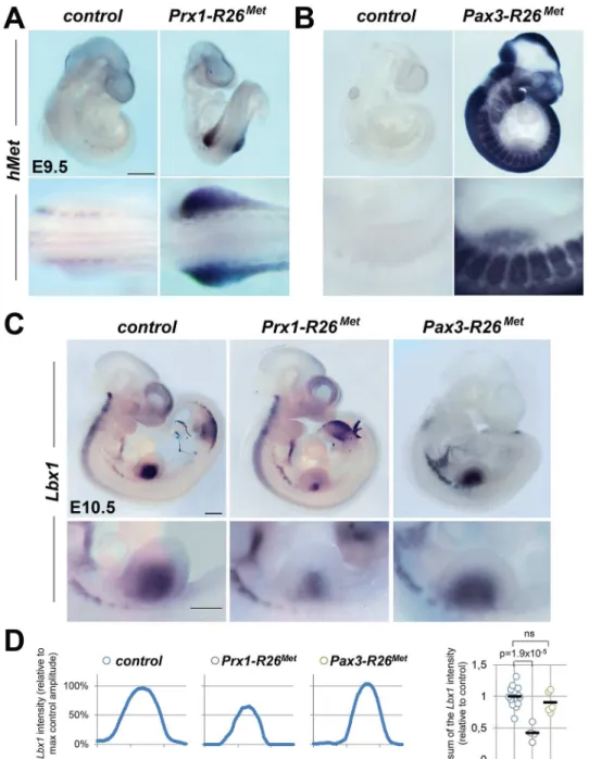 Fig 3. Ectopic Met in limb mesenchyme drastically reduces limb colonization by migrating myoblasts.