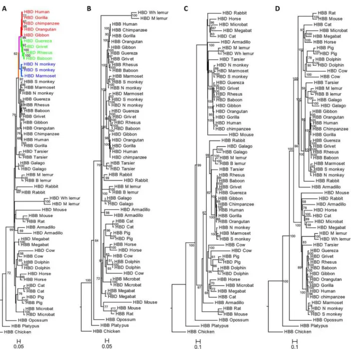 Fig 1. Phylograms depicting relationships among adult β-like genes in mammals. The phylogeny reconstructions were performed using two methods: