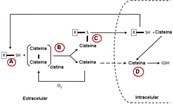 FIGURA 1:  Mecanismo de ação do β-mercaptoetanol proposto por Ishii et al. 1981 e  Modificado por Deleuze e Goudet, 2010