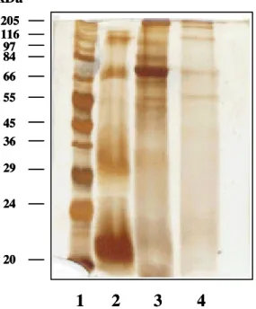 Figura  1.  SDS-PAGE  (12%)  corado  pelo  Coomassie  Blue  (A)  e  nitrato  de  prata  (B)  dos  antígenos de  D