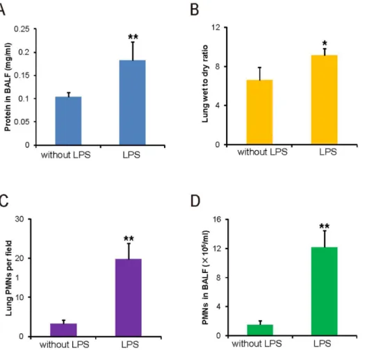 Figure 4. Lung permeability evaluation by traditional methods. A: Protein concentration in the BALF
