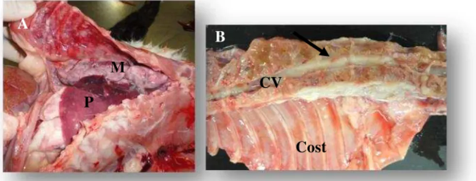 Figura 4:  Fotografias da cavidade torácica (A) e do canal vertebral na  região toracolombar (B) obtidas na necropsia, demonstrando  a massa mediastinal (M) e a infiltração neoplásica (seta)  na  coluna  vertebral
