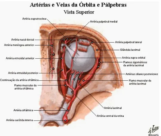 Figura  1:  Ilustração  da  artéria  oftálmica  e  suas  relações  com  o  nervo  óptico  e  o  globo ocular