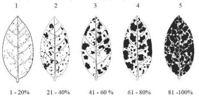 Figure 1 - Rating diagram for identification and quantification of the symptoms of phytotoxicity