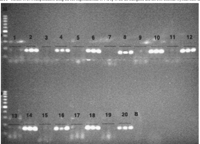 Figure 3 - Results of DNA amplification using the RR oligonucleotide of 172 bp of the ten transgenic and ten conventional soybean cultivars