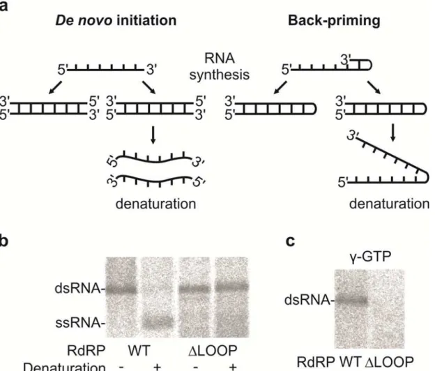 Fig 4. The hPBV RdRP insertion loop enables primer-independent RNA synthesis. (a) A schematic representation of the de novo (left) and back- back-priming (right) initiation modes of the PBV RdRP displaying the effect of the heat-denaturation on the replica