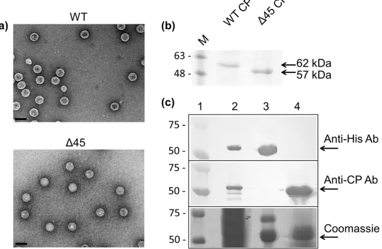 Fig 6. Co-expression of the hPBV RdRP and CP. (a) TEM images of the purified hPBV VLPs for the WT CP (top) and the Δ45CP (bottom)