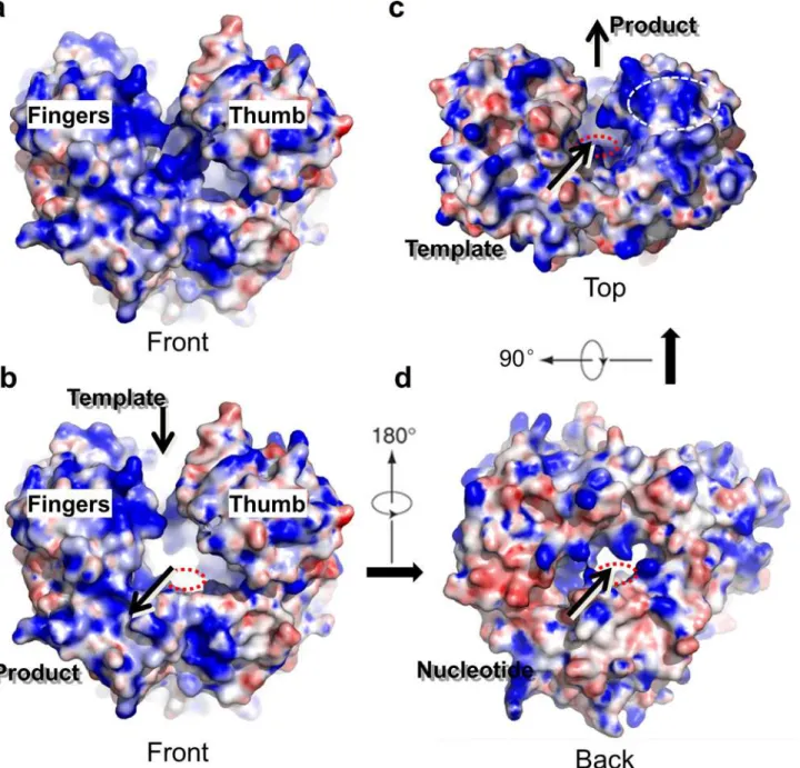 Fig 2. Surface representation of the hPBV RdRP. (a) The WT RdRP molecule is shown from the front end in a similar orientation as in Fig 1A and colored according to its electrostatic potential with positively charged regions in blue and negatively charged r