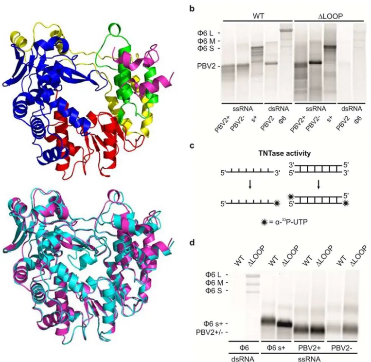 Fig 3. The structure and enzymatic activies of the hPBV WT and ΔLOOP RdRP. (a) Ribbon diagram of the hPBV ΔLOOP RdRP crystal structure