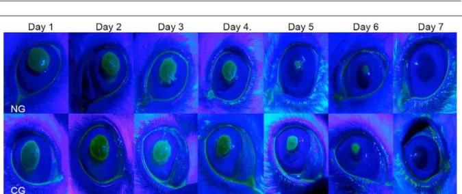 Figure 2 -  Representative figure showing evolution of corneal wound healing, from day 1 to day 7  in white New Zealand rabbits of control (CG) and nalbuphine-treated group (NG).