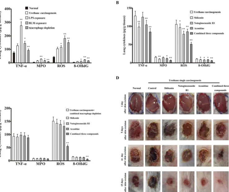 Fig 4. The combination of three wound healing agents improved urethane-damaged wound healing environment