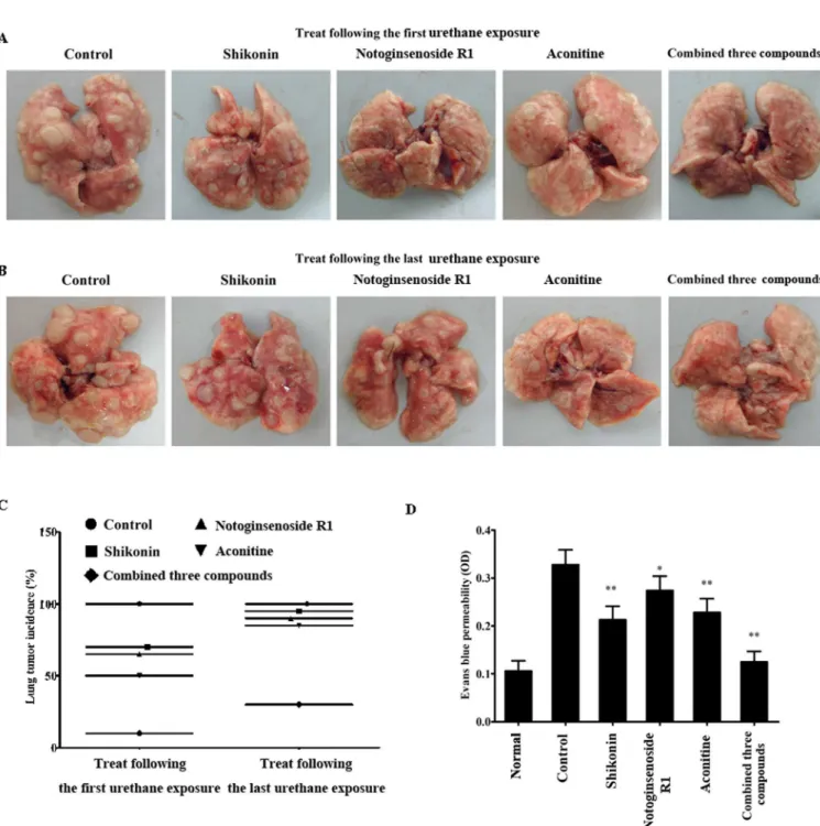 Fig 2. The screened three wound healing agents suppressed lung carcinogenesis and their combination led to optimal preventive efficacy