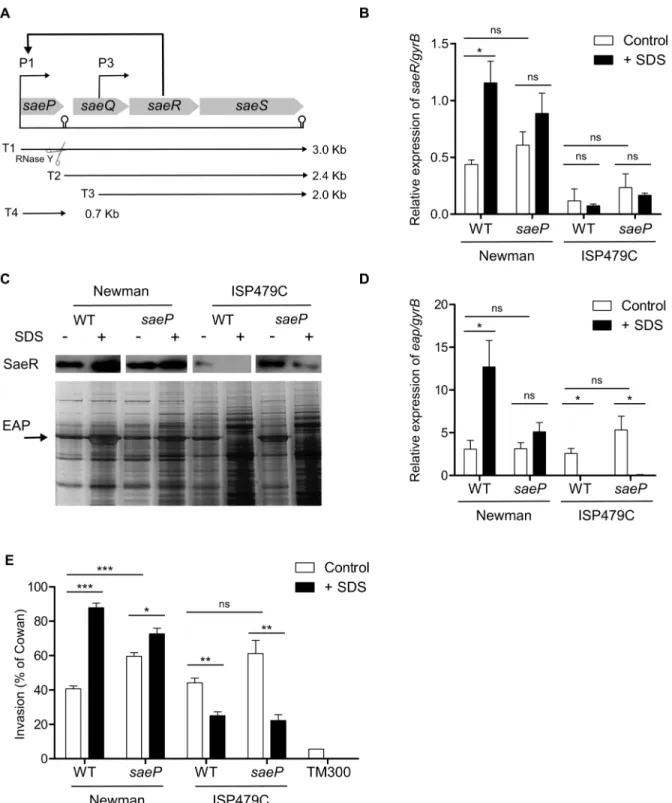 Figure 1. saeP deletion does not affect SDS-mediated sae activity. (A) Schematic representation of the sae locus with its four ORFs