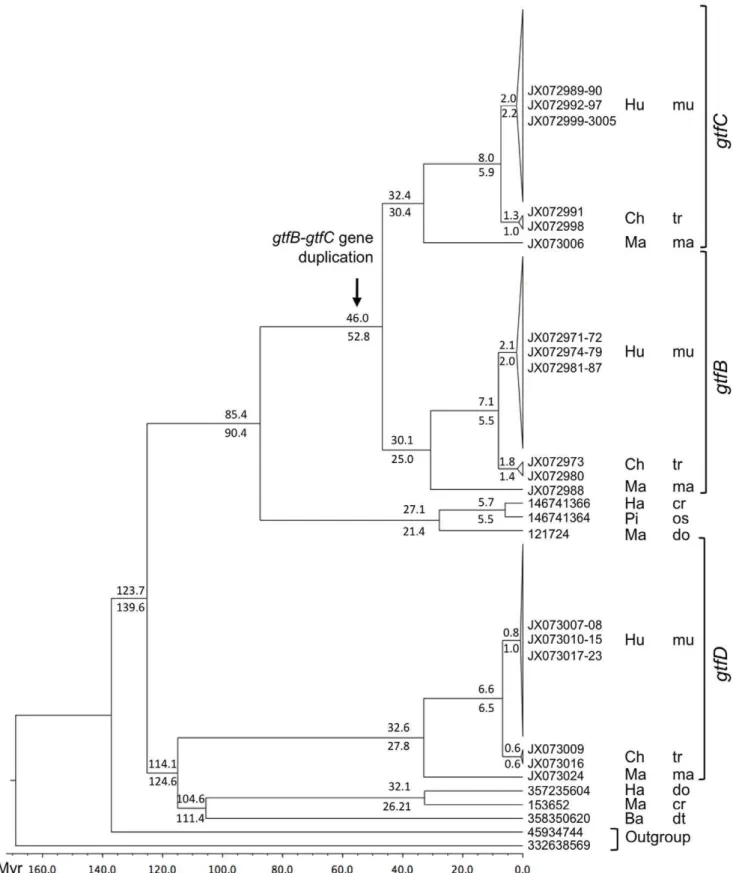 Figure 3. Bayesian phylogeny of streptococcal Gtfs. Values represent mean node ages obtained from either the nucleotide (top) or the amino acid (bottom) sequences, with the node calibration from [31]