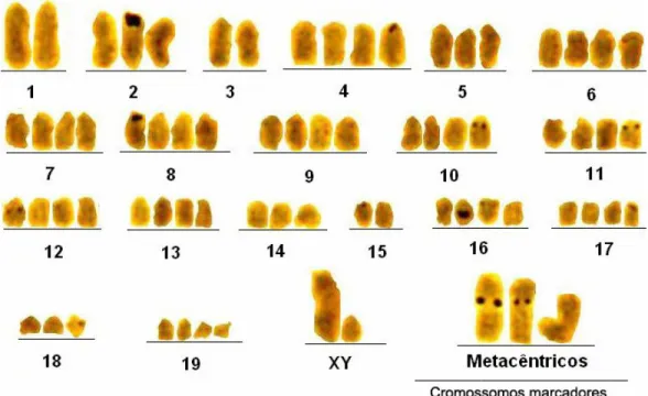 Figura 15 – Cariótipo de sarcoma 180 submetido à impregnação com nitrato  de Prata. As regiões cromossômicas mais escuras correspondem à NORs