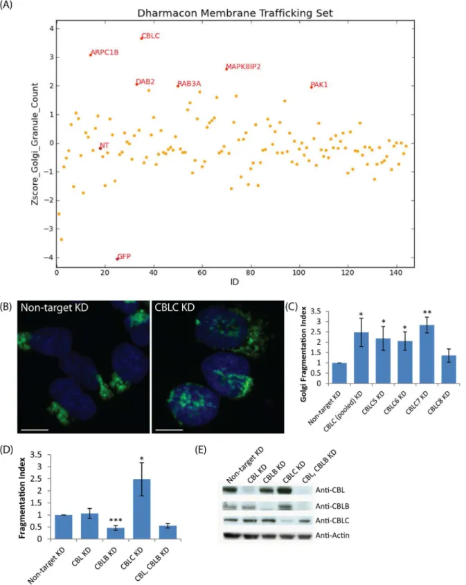 Fig 1. A targeted RNAi screen for Golgi organization identifies CBLC as a Golgi regulator