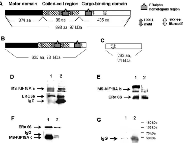 Figure 2. Estrogen-dependent association between MS-KIF18A and ERa. MBA-15 cell lysates were IPed with anti-ERa or  anti-MS-KIF18A, and analyzed by WB