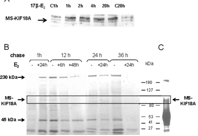 Table 1. Primers used for mRNA expression analyzed by PCR.