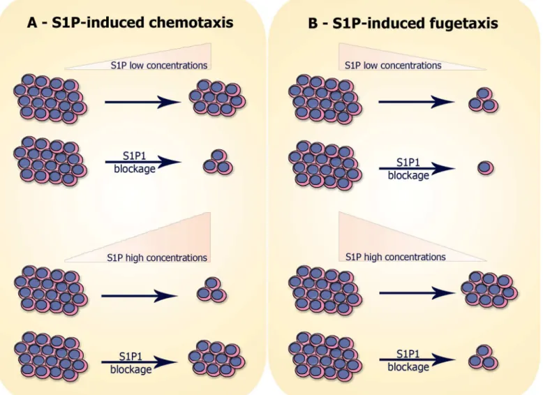 Fig 8. Hypothesis of S1P-induced migration of neoplastic T-cell progenitors: (A) S1P-induced chemotaxis: cells expressing S1P1 migrate toward low S1P concentrations (10–100 nM) and migration is inhibited when S1P1 is blocked with W146
