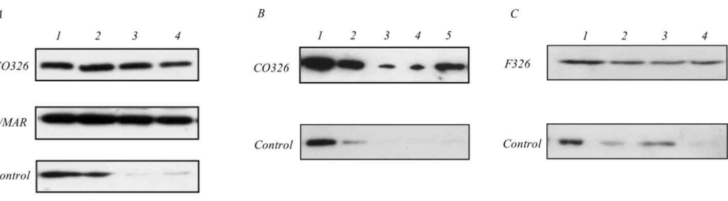 Fig. 1. A – CO326 fragment has an S/MAR activity. End-labelled CO326 fragment and a mixture of control end-labelled DNA fragments, one of which contained a chicken MAR, were added to the isolated nuclear matrices along with the unlabelled competitor DNA as