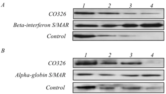 Fig. 2. A – F326 oligonucleotide increases binding of heterologous S/MARs to the nuclear matrix in vitro