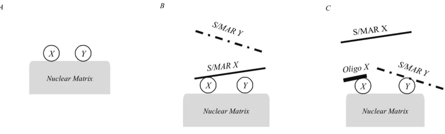 Fig. 3. A model of interaction between MARs and the cluster of DNA-binding matrix proteins: A – the S/MAR binding proteins are clustered in the nuclear matrix; B – binding of one S/MAR (X) would prevent association of a heterologous S/MAR (Y) with the nucl
