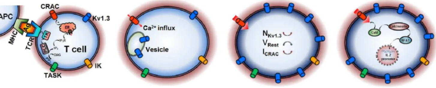 Figure 5. A putative activation mechanism of T cells. Motile polarized T cells naturally use their T-cell receptor (TCR) to come into contact with antigen(Ag)-presenting cell (APC) via peptide–major histocompatibility complex (MHC); T cells tagged activate