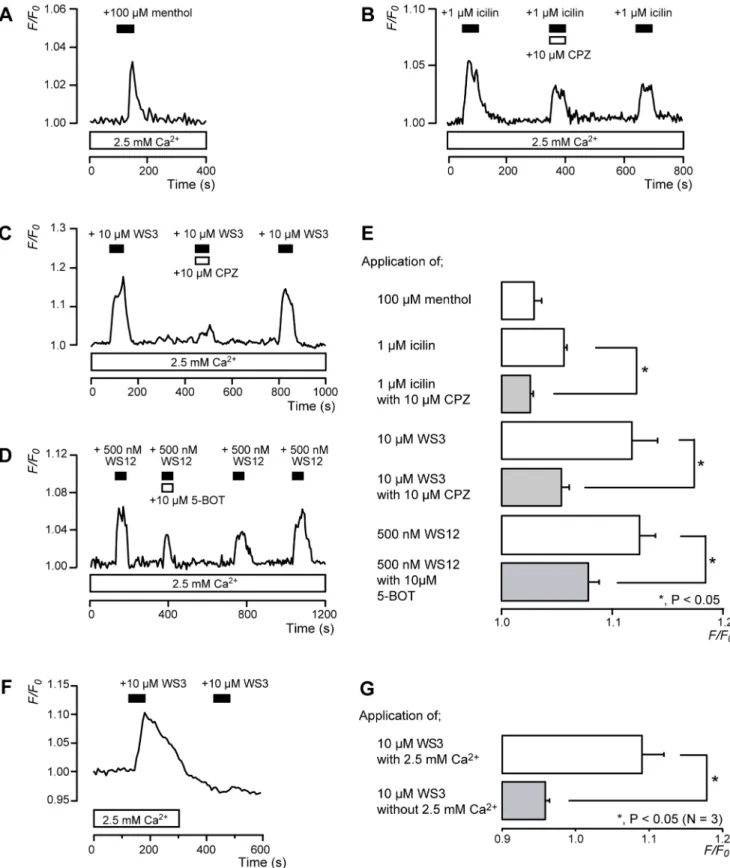 Figure 2. [Ca 2+ ] i increase induced by a TRPM8 channel agonists. (A–D) Representative traces of transient [Ca 2+ ] i increase in response to 100 mM menthol (A), 1 mM icilin (B), 10 mM WS3 (C), or 500 nM WS12 (D) in presence of extracellular Ca 2+ (white 