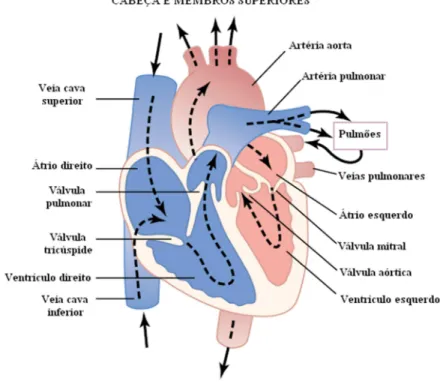 Figura 2.1 – Estrutura cardíaca e o fluxo sanguíneo pelas camâras cardíacas (Modificado de GUYTON, HALL,  2006)