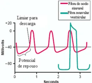 Figura 2.4 – Potencial de ação da fibra do nodo sinusal comparado ao da fibra muscular ventricular (Modificado  de GUYTON, HALL, 2006)