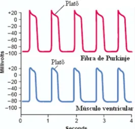 Figura 2.5 observa-se o potencial de ação da fibra de Purkinje e o potencial de ação de uma  fibra muscular ventricular