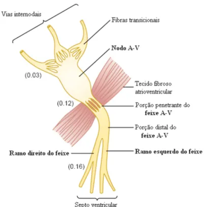 Figura 2.11 – Organização do nodo átrio-ventricular (Modificado de GUYTON, HALL, 2006)