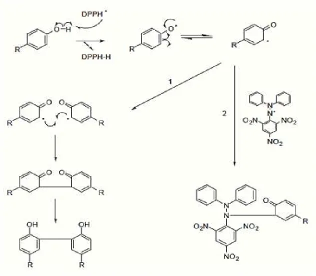 FIGURA 1 – Propostas possíveis de mecanismos entre compostos fenólicos e radical DPPH  