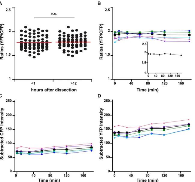 Figure 2. Clomeleon labeling in the chick spinal cord provides stable FRET ratios over time