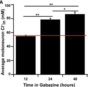 Table 1. Cl 2 in in spinal motoneurons and interneurons increases with longer durations of GABA A R block.
