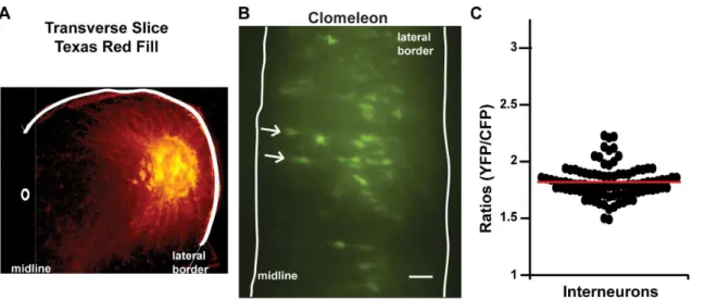Figure 7. Spinal interneurons also exhibit high Cl-in. A) A transverse spinal slice showing Texas Red labeling of the lateral motor column (motoneurons) demonstrating their lateral location
