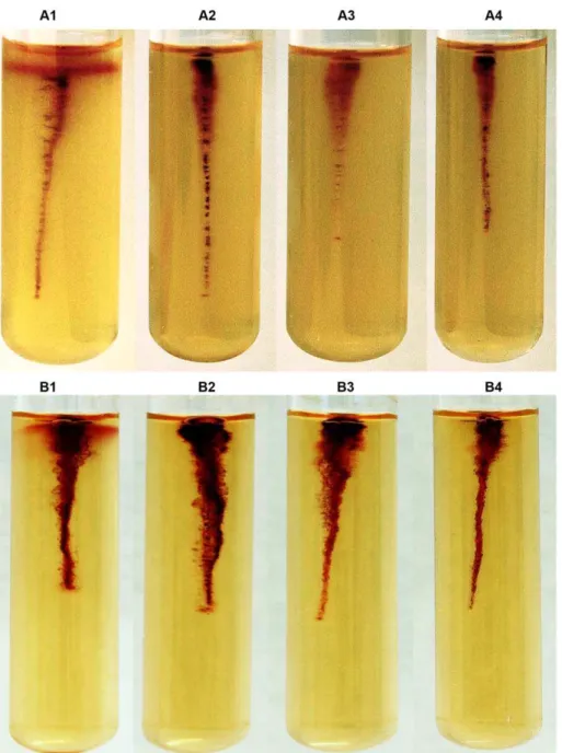 Figure 3. Motility tests of Yersinia pseudotuberculosis IP32953 wild type strain, and cheA and cheY mutants
