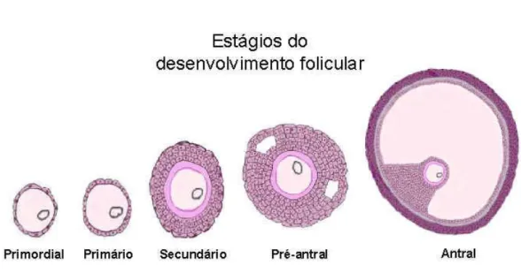 Figura 1 - Estágios do desenvolvimento folicular 