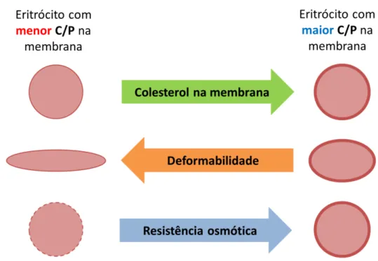 Figura 1.1. Efeito do colesterol sobre a estabilidade de eritrócitos. 