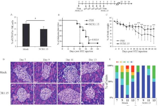 Fig 4. Short term treatment with NCR1.15 down-regulates NKp46-mediated activity on pancreatic β-cells and inhibits LD-STZ induced diabetes