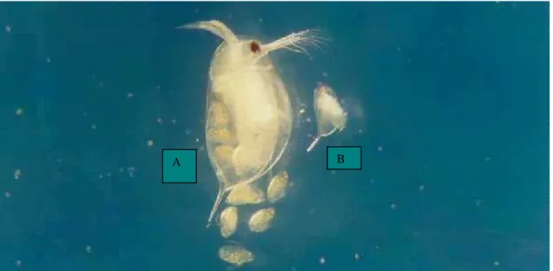 Figura 5 Espécimes de Daphnia similis: adulto (A) e neonato (B) com idade entre seis e 24  horas